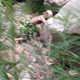 Image for article titled Chinese Monster Hoax Wasn't Really Gollum, But a Video Game Ad